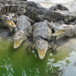 Crocodile Farm