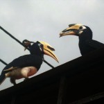 Hornbill