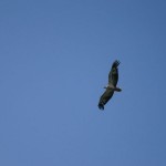 Seeadler